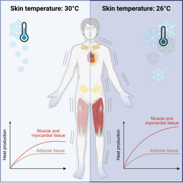 Cell_Metabolism's tweet image. New! Online now: Shivering, but not adipose tissue thermogenesis, increases as a function of mean skin temperature in cold-exposed men and women dlvr.it/TLy1qc