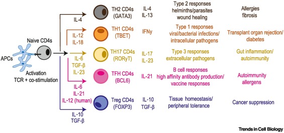 TrendsCellBio's tweet image. Stem-like cells at the center of CD4 T cell differentiation dlvr.it/TLy1jN