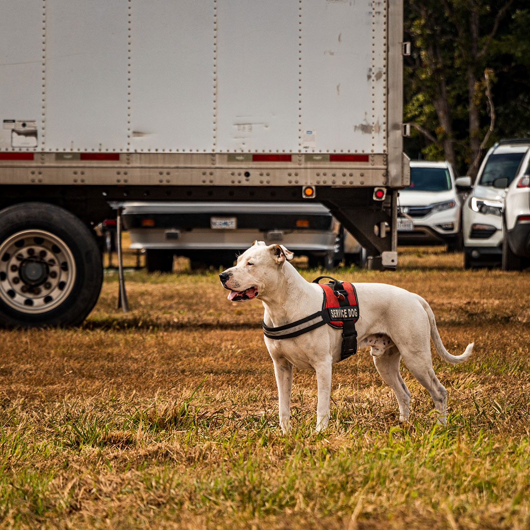 GBATSJoMo's tweet photo. Around the grounds 🚚🐶🇺🇸

#4StateTrucks #ChromeShopMafia #chrome #chromeshop #customtrucks #semitrucks #trucking #customrig #bigrig #18wheeler #tractortrailer #largecar #cdldriver #trucker #truckers #truckerslife #longhaul #diesel #GBATS https://t.co/NSaJd6kEI2