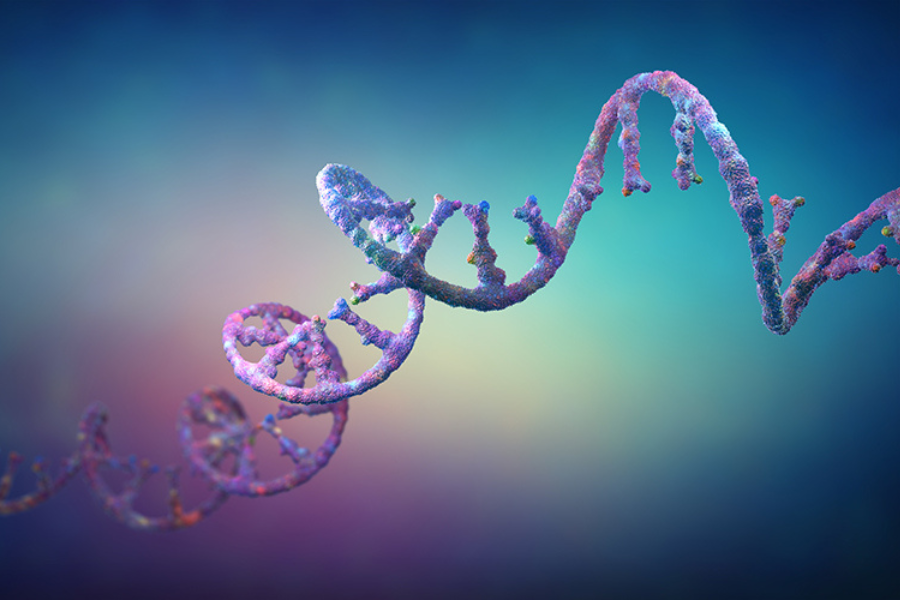 A research team from UHN's <a href="/pmcancercentre/">Princess Margaret Cancer Centre</a> have revealed how a molecule known as circular RNA (circRNA) drives the transformation of specific prostate and lung cancers into more aggressive, treatment-resistant forms.

Read more: 
uhn.ca/corporate/news…