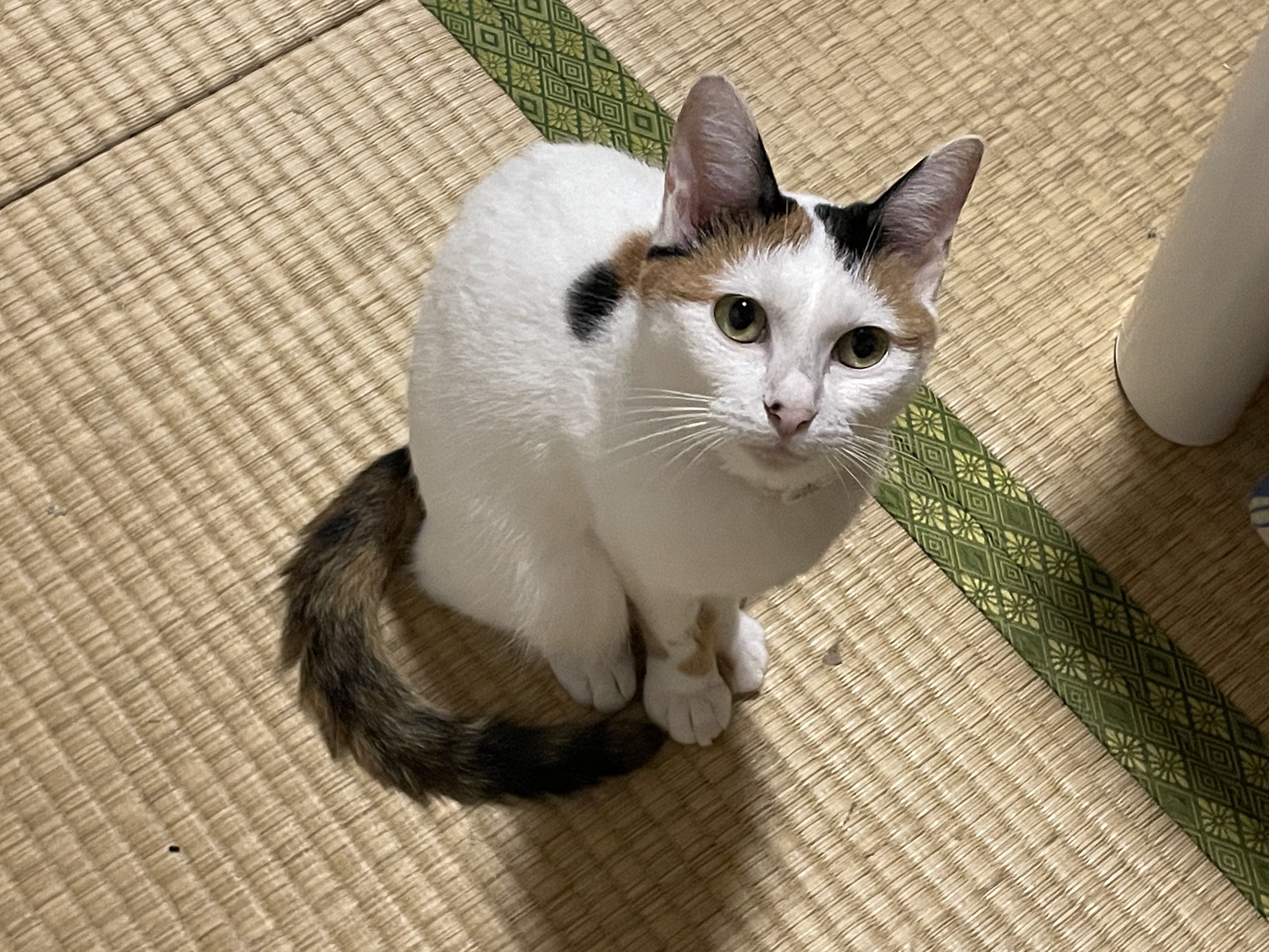 にゃんちくだいすきくらぶ on X: 