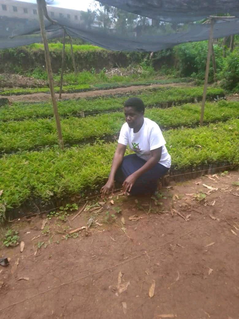Violet Mugeha (@viomugeha) on Twitter photo <a href="/rhosking252/">Robert Redmayne Hosking 🔥🌍🔥</a> This are some of the 🌲🌲🌲 we distributed in school let's keep our environment green <a href="/rhosking252/">Robert Redmayne Hosking 🔥🌍🔥</a> This are some of the 🌲🌲🌲 we distributed in school let's keep our environment green