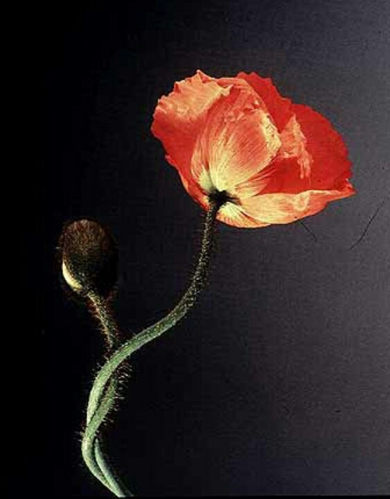 Probably of all our feelings, the only one that is not truly ours is hope. Hope belongs to life; it is life itself defending itself.
-Julio Cortázar

Mapplethorpe 1988