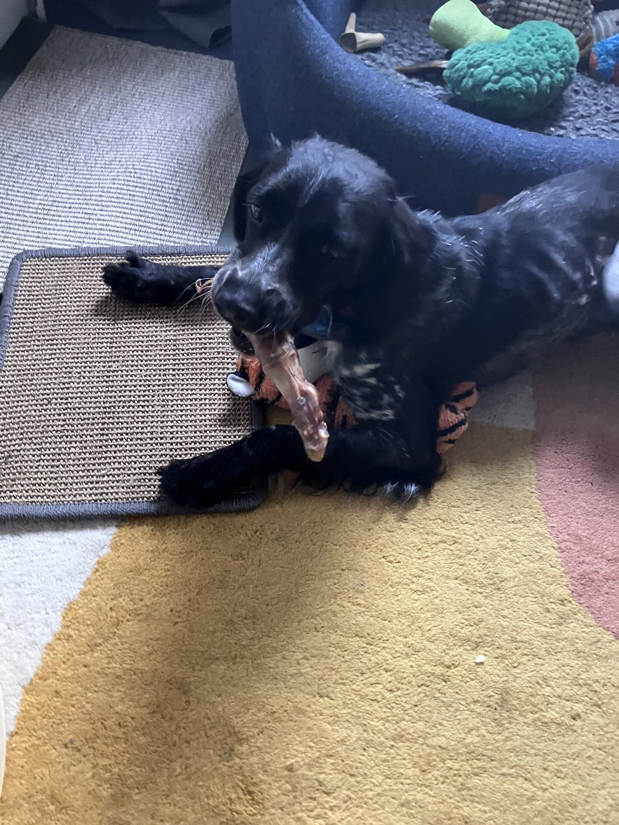PiperSprocks's tweet image. Dad abandoned me to go to the Gardeners Society talk 🥱 but left me with this luffly ostrich choo 😋