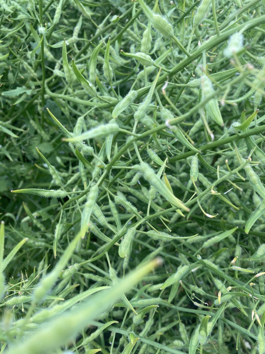 Really excited to see how the irrigated mustard does come fall