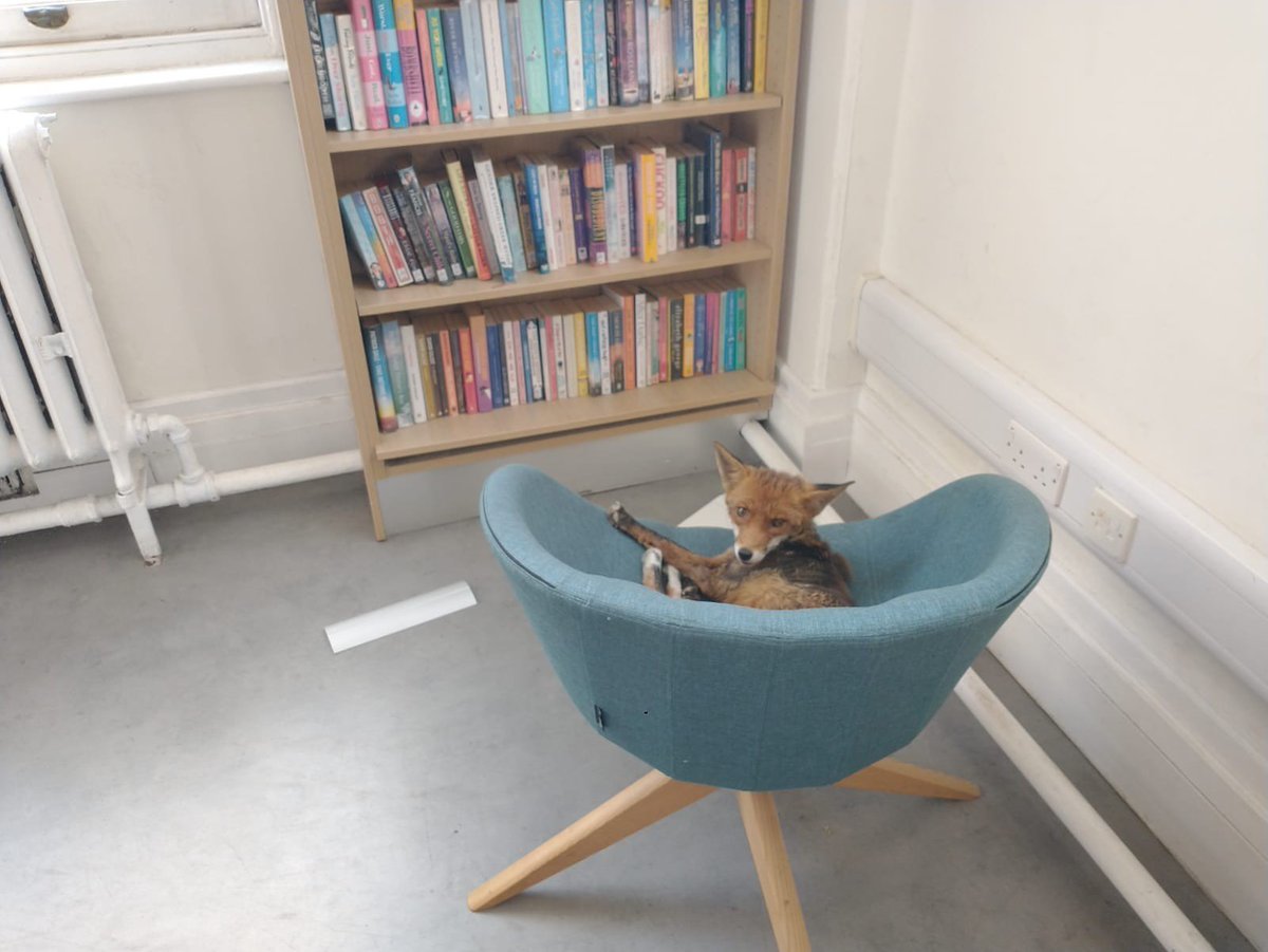 Richmond Council (@lbrut) on Twitter photo There was an unexpected visitor to Twickenham Library yesterday when a fox decided to pop in and make themselves VERY comfortable! 🦊
The <a href="/RichmondLibs/">Richmond upon Thames Libraries</a> team had to close the up temporarily to remove the fox, who we can only assume was after some Roald Dahl... There was an unexpected visitor to Twickenham Library yesterday when a fox decided to pop in and make themselves VERY comfortable! 🦊
The <a href="/RichmondLibs/">Richmond upon Thames Libraries</a> team had to close the up temporarily to remove the fox, who we can only assume was after some Roald Dahl...