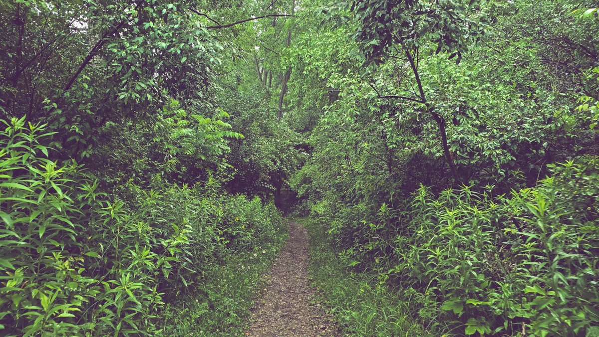 she_reverie's tweet image. earthbound 🌿🐍