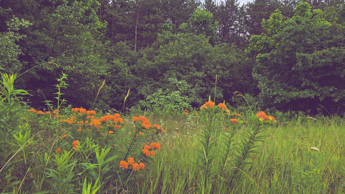 she_reverie's tweet image. earthbound 🌿🐍