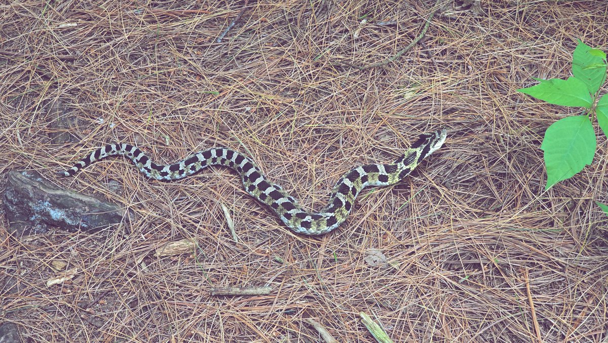 she_reverie's tweet image. earthbound 🌿🐍