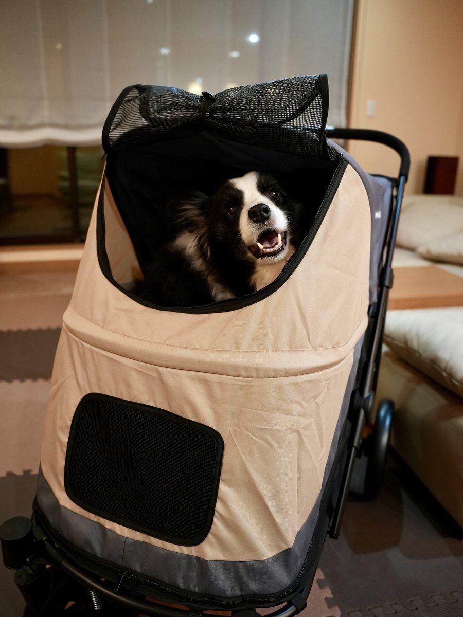 kuroe_2014's tweet image. 旅行用に買ったよー
いい感じ🤟🏾
#sonya7siii #ボーダーコリー #bordercollie