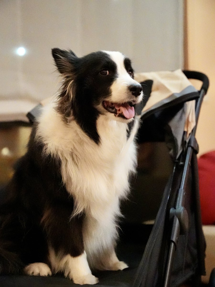 kuroe_2014's tweet image. 旅行用に買ったよー
いい感じ🤟🏾
#sonya7siii #ボーダーコリー #bordercollie
