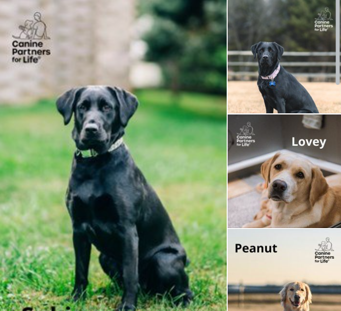 JusticeReform's tweet photo. Four service dogs were trained at a central #Pennsylvania prison, and theyβre now off to their next chapter in life! https://t.co/azwsY0BhJt https://t.co/v0xqq9sIwc