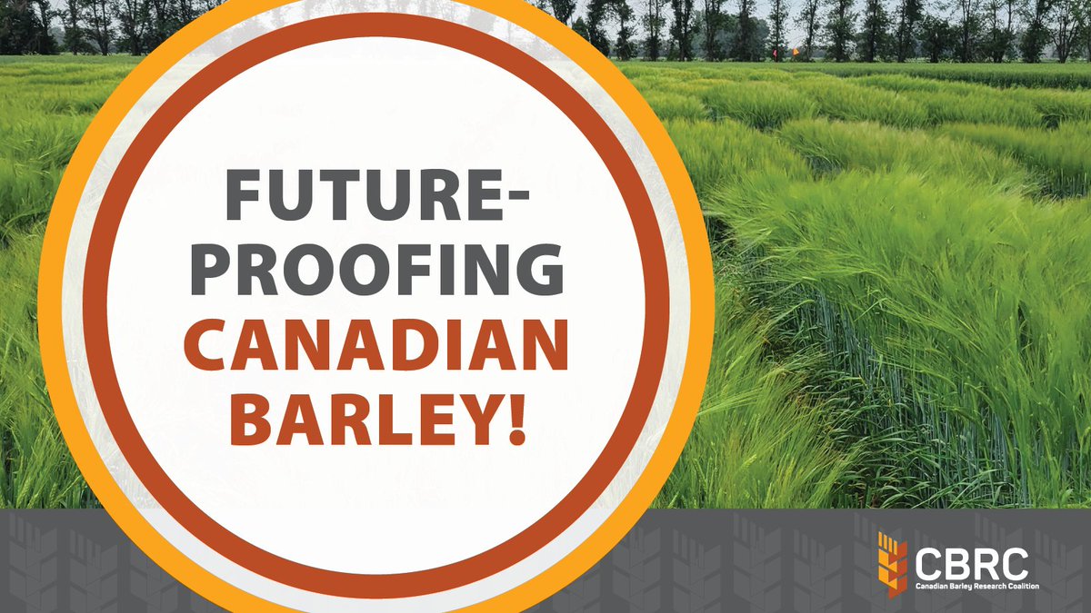 Canada is the 5th largest #barley producer in the world but can we keep up with climate &amp; market changes? Ongoing #barleycluster research is modernizing breeding to develop climate-resilient, high-yielding, disease-resistant varieties! barleyresearch.ca/national-barle… #agresearch