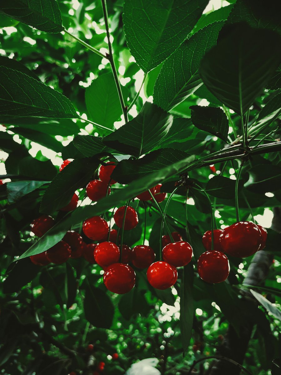 GenomeBC's tweet image. 🍒 Happy #NationalCherryDay

Cherries aren’t just a summer favourite—they’re a powerhouse of nutrients and antioxidants. And thanks to genome sequencing, scientists are helping develop cherry varieties that are more resilient and climate-smart.