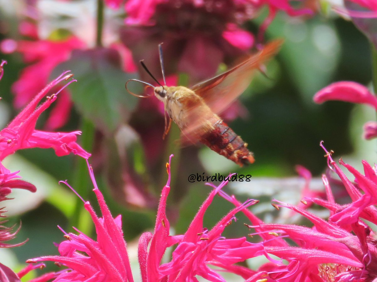 birdbud88's tweet photo. Clearwing hummingbird moth is different from Snowberry Clearwing hummingbird moth - Learnt something new 😃 #NaturePhotography #TwitterNatureCommunity #TwitterNaturePhotography #nature #NatureBeauty #hummingbirdmoths https://t.co/klQ9wiU8eg