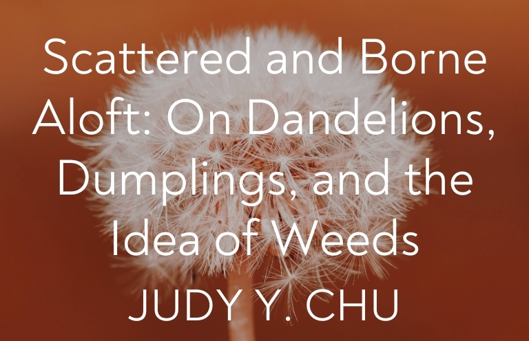 New #creativenonfiction: 

"Like the sturdy dandelion, my father became a transplant: once native, then migrant, ultimately immigrant."

—Judy Y. Chu, "Scattered and Borne Aloft: On Dandelions, Dumplings, and the Idea of Weeds"

craftliterary.com/2025/07/16/sca…