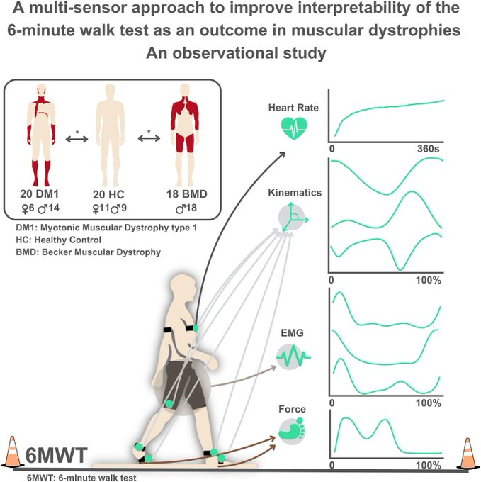 DrImranSheikh's tweet photo. The study evaluates enhancements to the 6-min walk test by Ephion Mobility, identifying biomechanical patterns in Becker muscular dystrophy and myotonic dystrophy type 1, discerning differences in disease severity. Read at 
https://t.co/Hya0MrFlUv https://t.co/KKrtlwWiSC