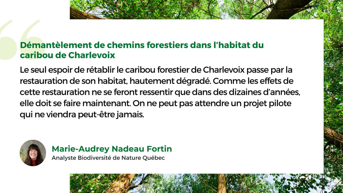 On ne peut pas se permettre de retarder le démantèlement de chemins forestiers dans l'habitat du caribou de Charlevoix, voici notre réaction 👇 

Pour lire l'article : buff.ly/bXwHfry