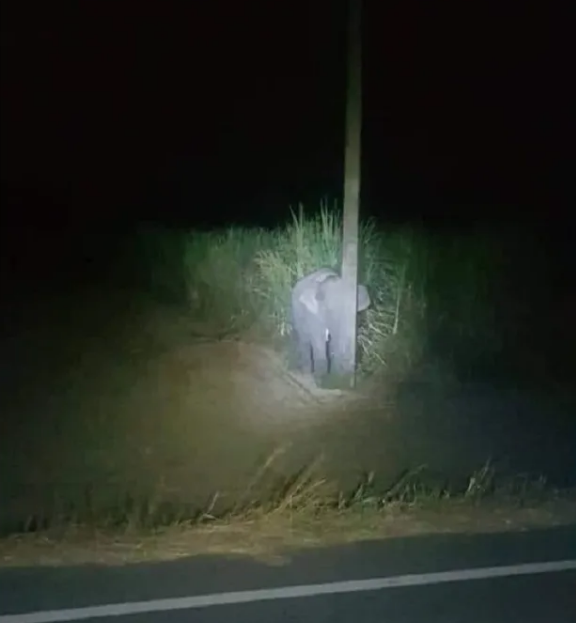 Baby elephant tries to hide behind a light pole after being caught committing serious crime of eating sugarcane in a field.