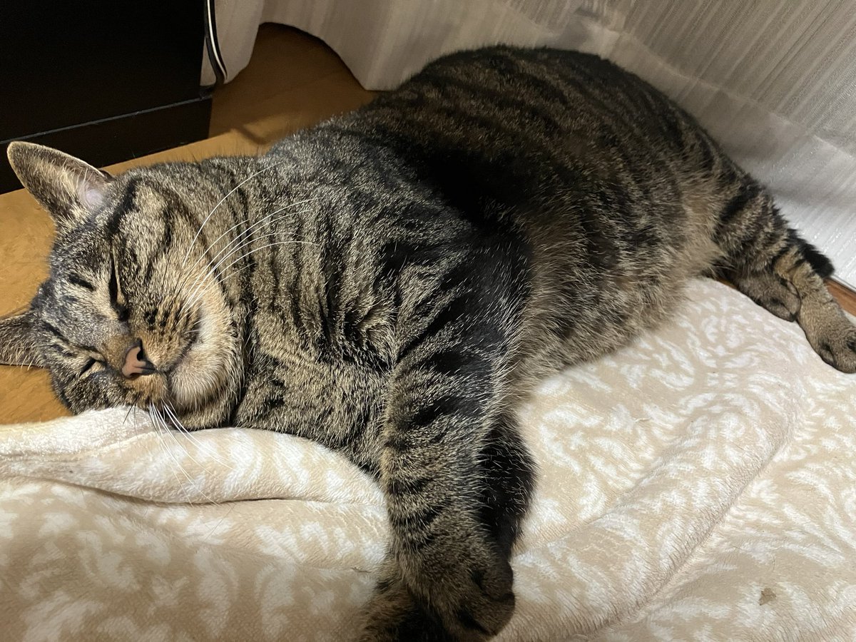 ねこ 杉本恵📱❤️📱 on X: 