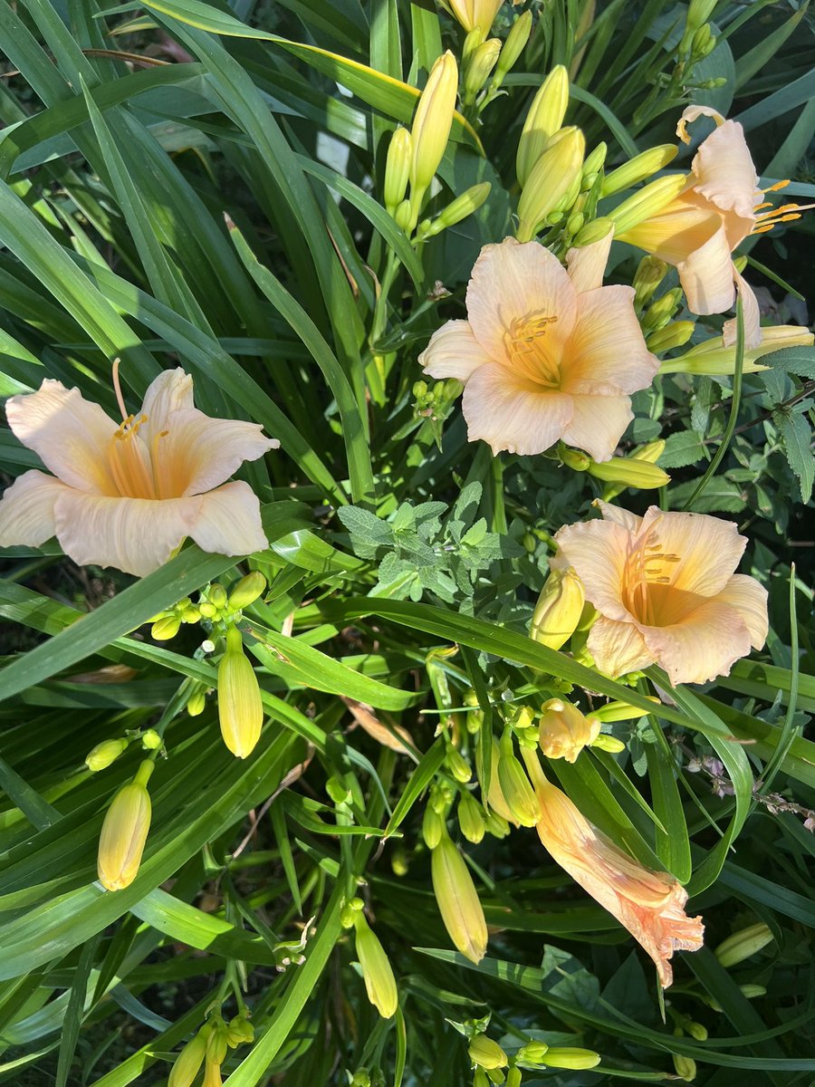 RoseHorowitz31's tweet image. Be true to yourself.
Happy Wednesday!
New apricot daylilies blooming! 🌱