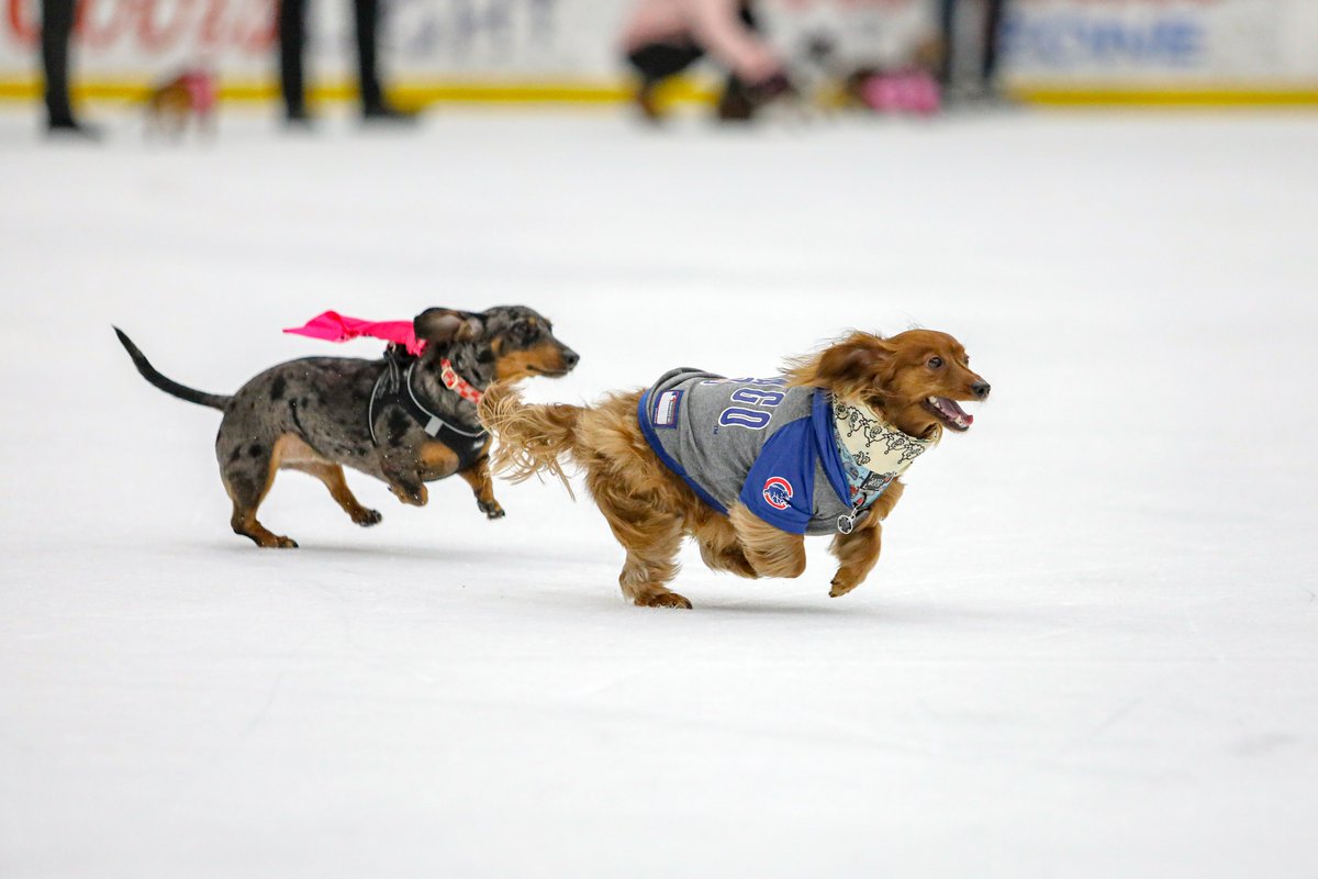 ChicagoSteel's tweet image. We've got the best wieners in Chicagoland, hands down 🌭
Stay tuned in the coming weeks for our full promotions schedule, including the annual Wiener Dog Races!
#NationalHotDogDay #FeelSteel