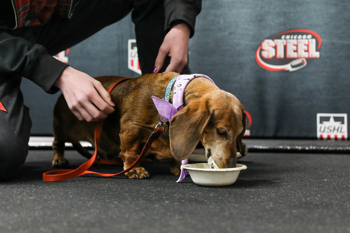 ChicagoSteel's tweet image. We've got the best wieners in Chicagoland, hands down 🌭
Stay tuned in the coming weeks for our full promotions schedule, including the annual Wiener Dog Races!
#NationalHotDogDay #FeelSteel