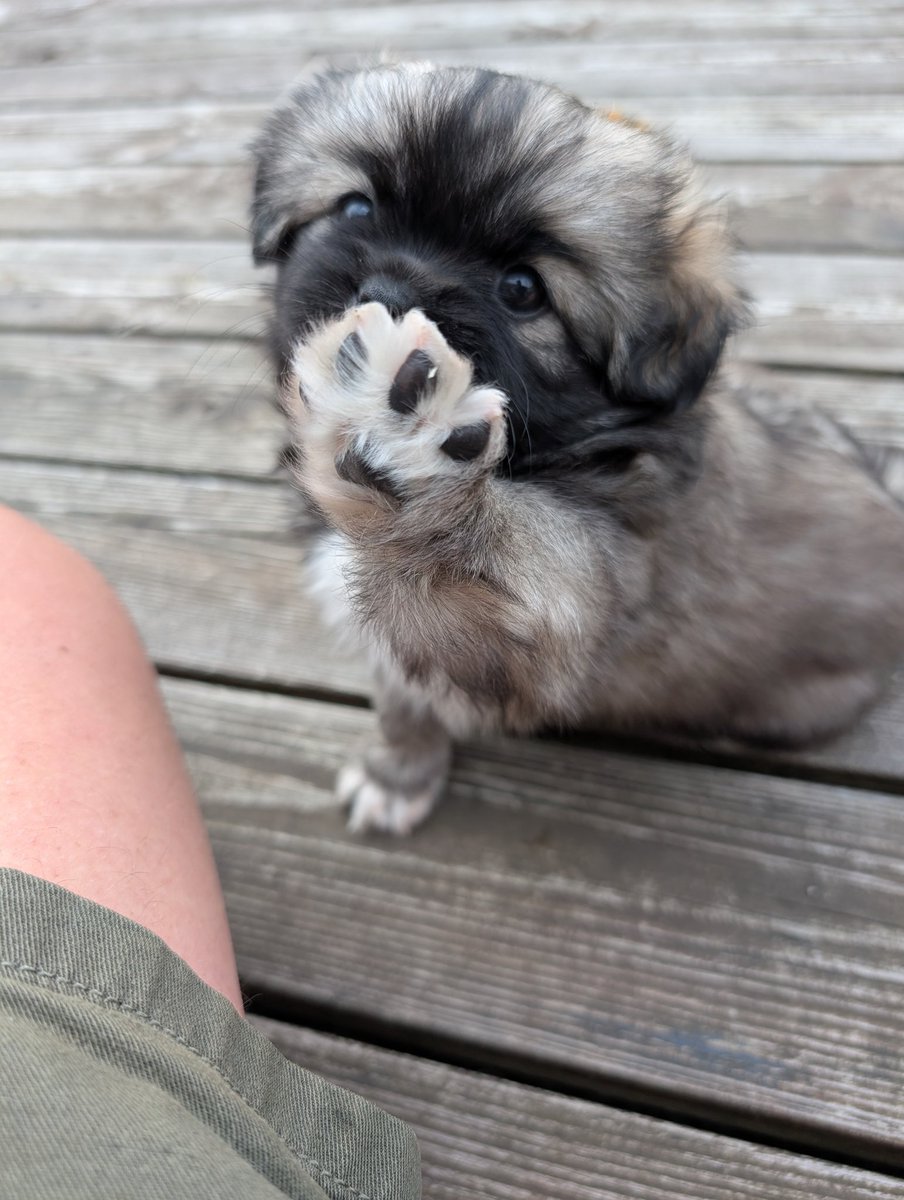 AtleM's tweet image. Plutselig skal jeg bli hundeeier 😍 det sies at hunden velger eieren og ikke motsatt..etter å ha besøkt lille Bolt i går så må jeg si meg enig,når han avbryter leken med søsknene og gjør dette ❤️