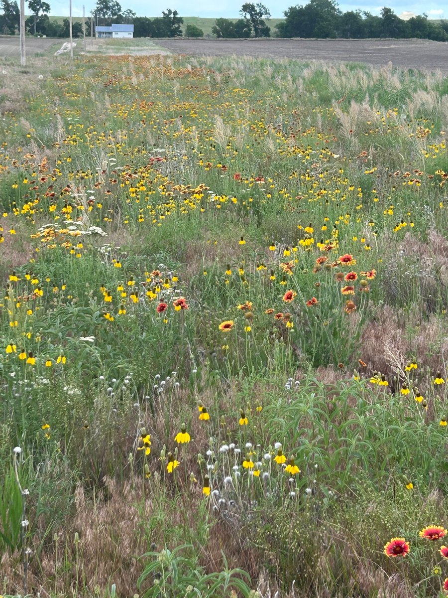 AWESMLab's tweet image. Brood-rearing cover = bare ground + mixed forbs + grasses
It’s all about structure—not just plant species.
Want a simple test? Take a toy truck (about the size of a several day-old poult) and try pushing it through the vegetation. If it’s hard to move, it’s hard for poults to…