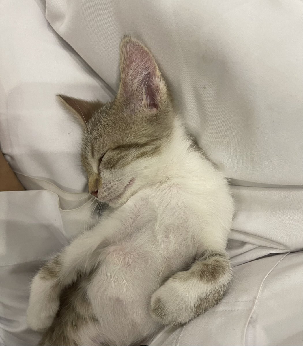 سبب الحرارة والاحتقان بس والله عسل على القلب، أكثر من ثلاث مرات أبي أعرضها لتبني بس أتراجع مع آخر خطوة.
أفكر أسجل المكتبة بإسمها.