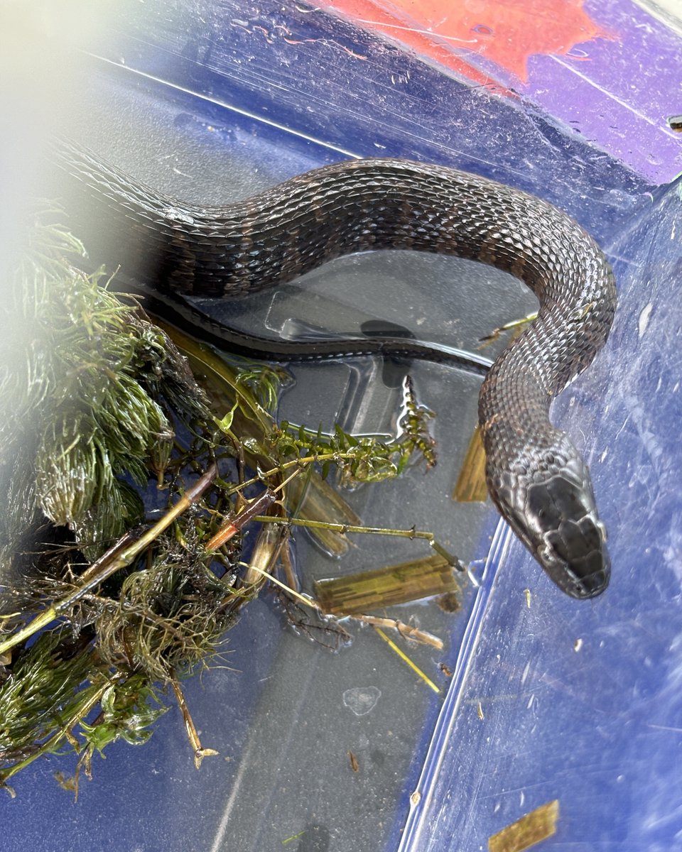 Long Point PP tweet media