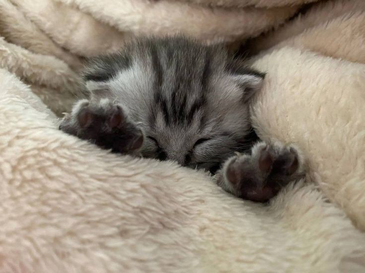 smol silly cat tweet media