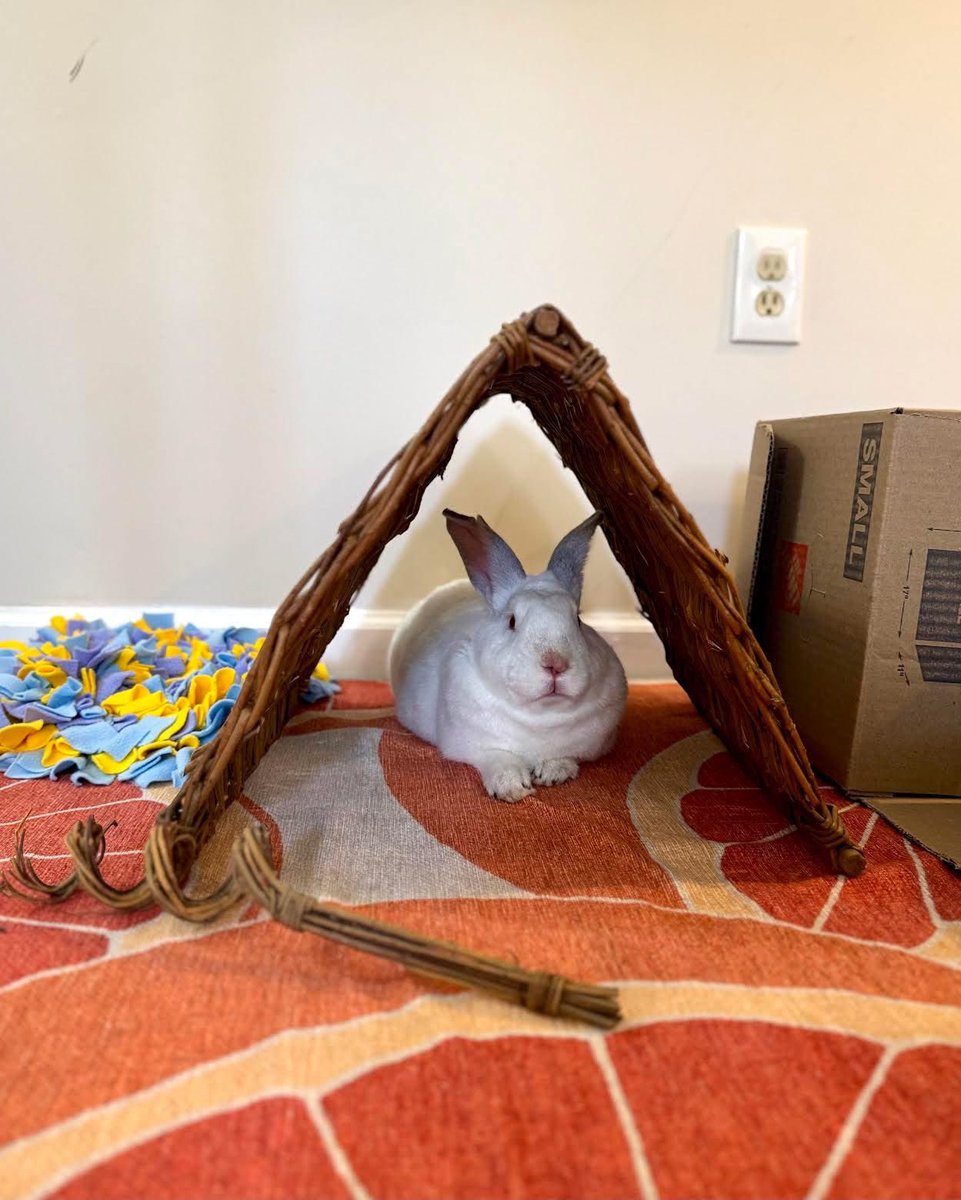 HouseRabbit's tweet image. We're thrilled to share that we've reached our second match goal for our summer fundraising campaign, thanks to your generosity! π We're so grateful to everyone for your support. That's $28,000 to help rabbits like Sammy, who needed time, space, & someone to believe in him. ππ