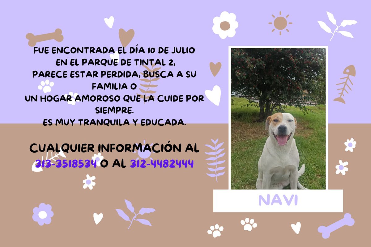 Azula_AHA's tweet image. 💓 NAVI adopta familia responsable 💓#Bogota #AdoptaNoCompres #AdoptaNoAbandones #ADOPCION #AdoptMe