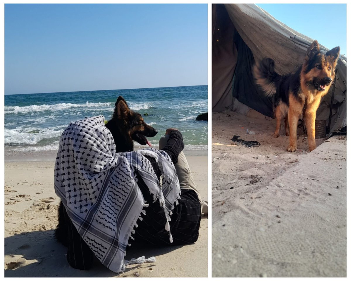 About the hypocrisy, double standards of the world, Hamed Ashour from #Gaza, writes: "A year ago, I shared the story of this very friendly dog. What a lucky dog he turned out to be, his story was featured in Arab and international magazines, read by over 5 million people around
