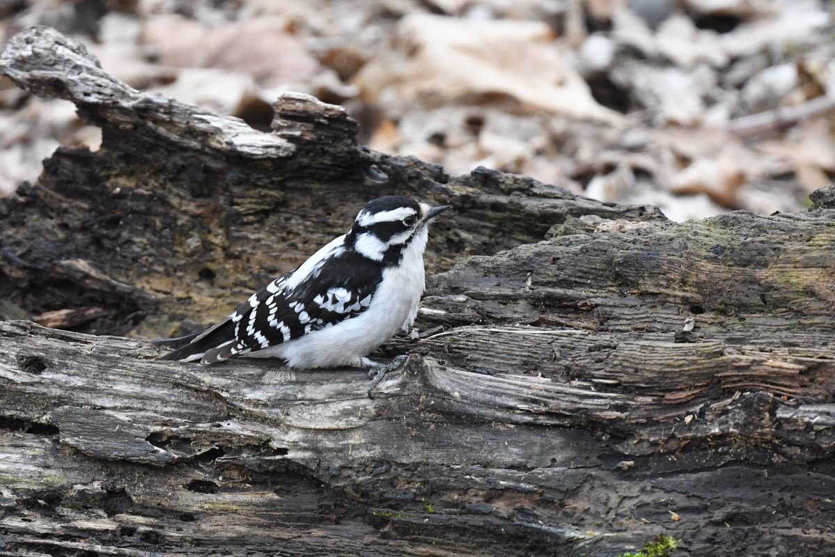 chrismlizama's tweet image. Woodpecker Wednesday