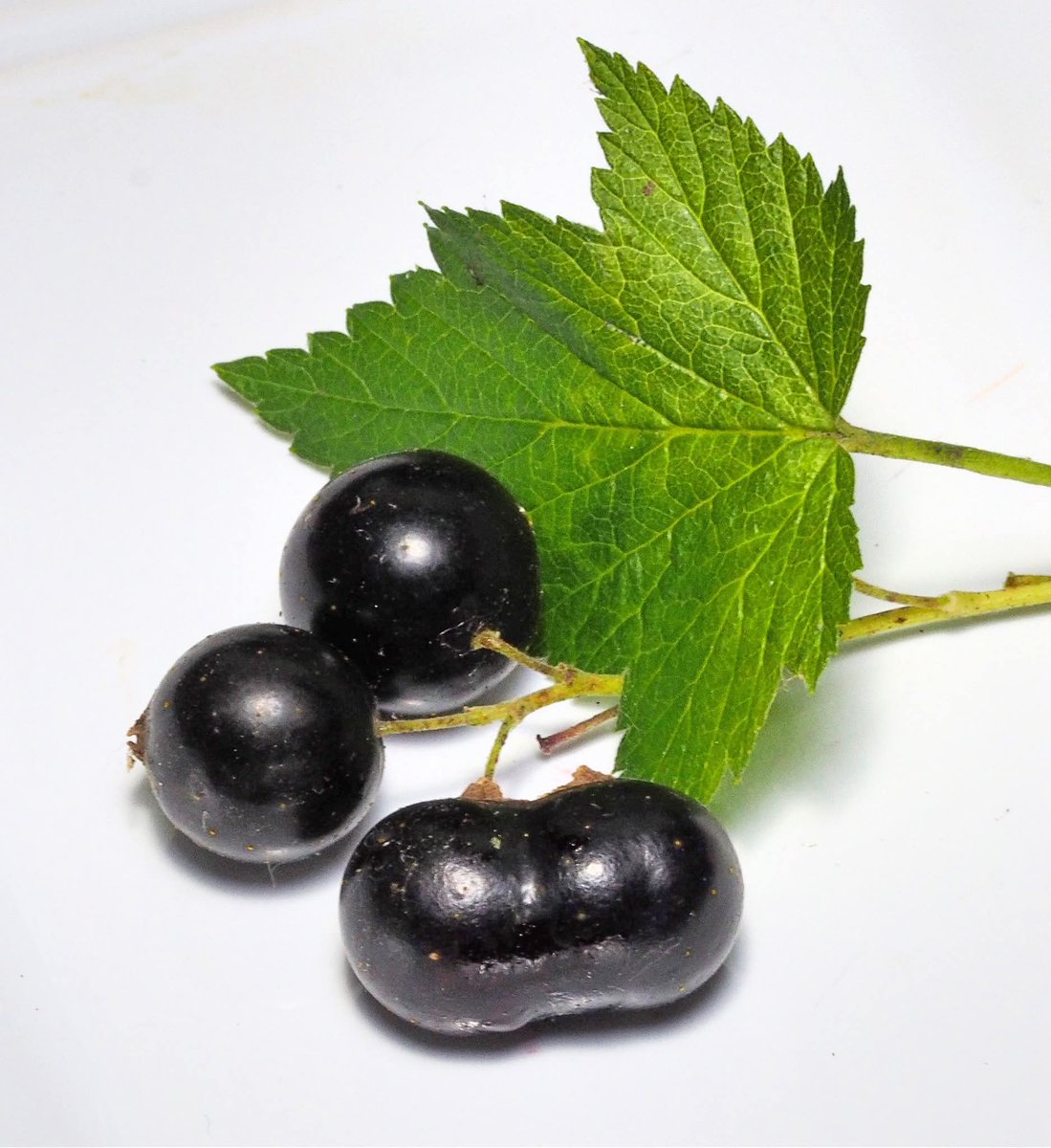 Move over lucky four-leaved clover, here's a much rarer two-berry blackcurrant!