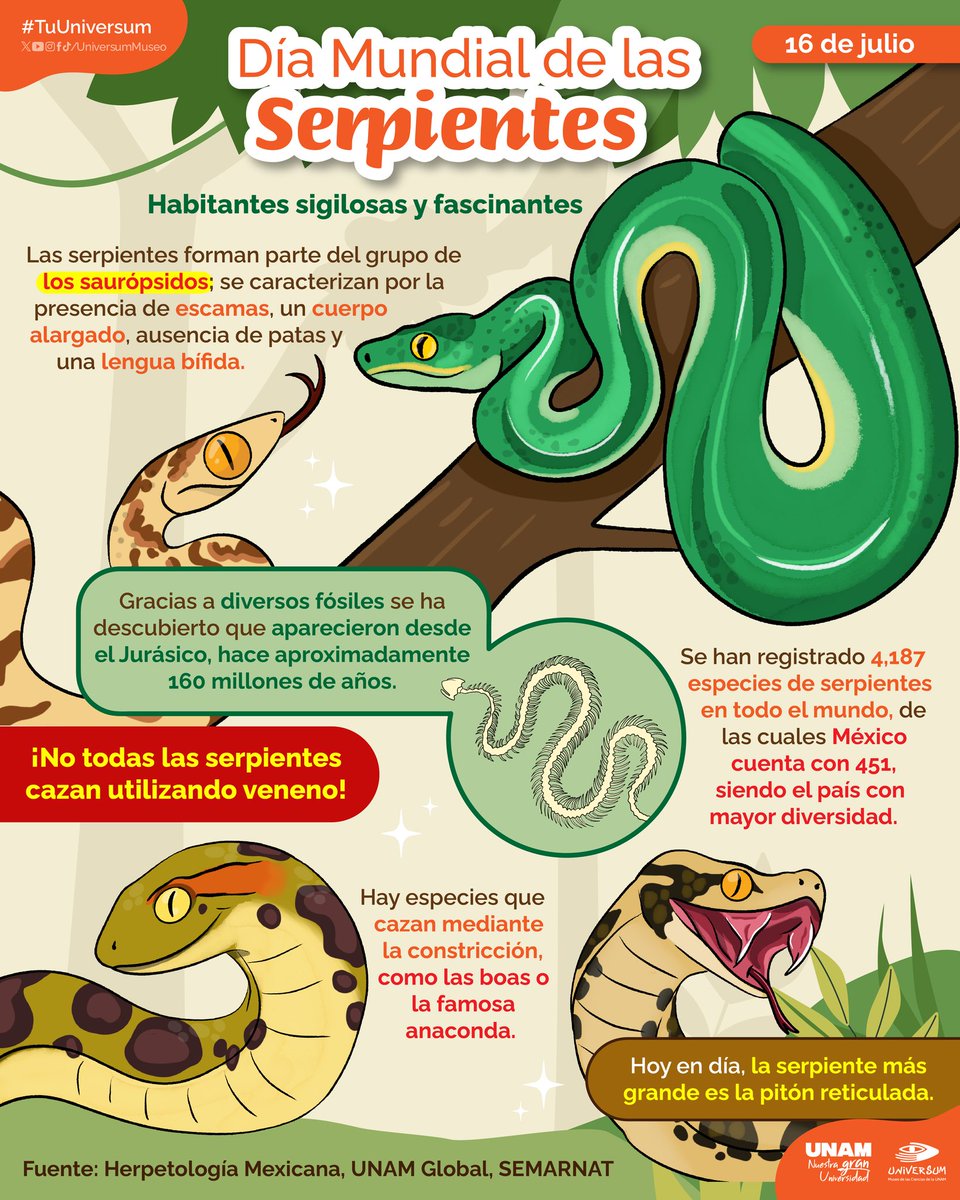 enfoqueyucatan's tweet photo. Hoy es Día mundial de las serpientes 🐍 
México es el país con mayor diversidad de serpientes
#TuUniversum #EnfoqueYucatán https://t.co/BsR7aZFN53
