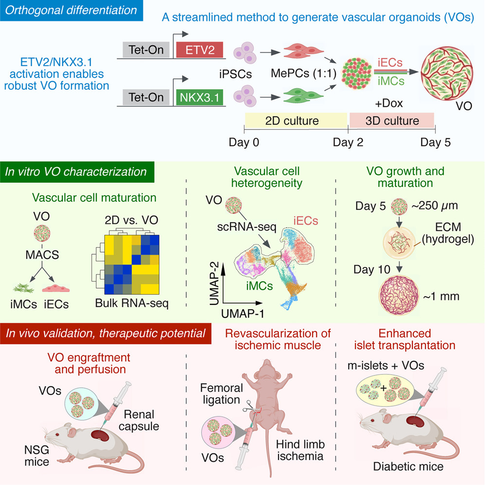 Stem Cell Podcast (@stemcellpodcast) on Twitter photo New from the <a href="/MeleroMartinLab/">Juan Melero-Martin</a> & Dr. <a href="/KaiWang_PKU/">Kai Wang</a>'s lab!
Dr. Liyan Gong & her colleagues generated functional vascular #organoids via orthogonal activation of the transcription factors ETV2 and NKX3.1.
<a href="/CellStemCell/">Cell Stem Cell</a> paper: bit.ly/3HH9Hlx
Episode: bit.ly/4nzLrCp New from the <a href="/MeleroMartinLab/">Juan Melero-Martin</a> & Dr. <a href="/KaiWang_PKU/">Kai Wang</a>'s lab!
Dr. Liyan Gong & her colleagues generated functional vascular #organoids via orthogonal activation of the transcription factors ETV2 and NKX3.1.
<a href="/CellStemCell/">Cell Stem Cell</a> paper: bit.ly/3HH9Hlx
Episode: bit.ly/4nzLrCp