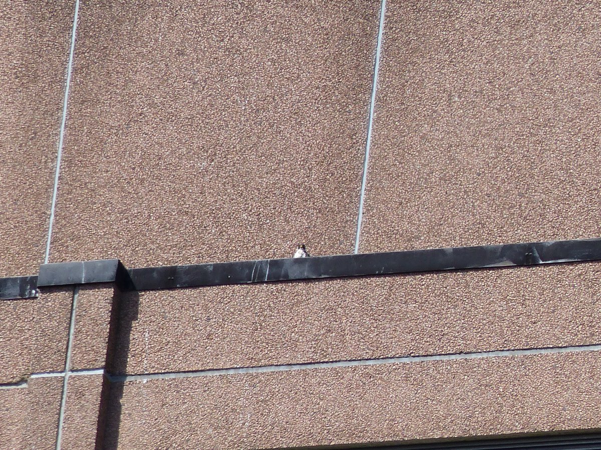 Sutton Peregrines. I was pleased to see 4 juveniles and both adults on Quadrant House this morning. The juveniles were together on the west side for a short while, with the adults on the north and east sides. #londonwildlife