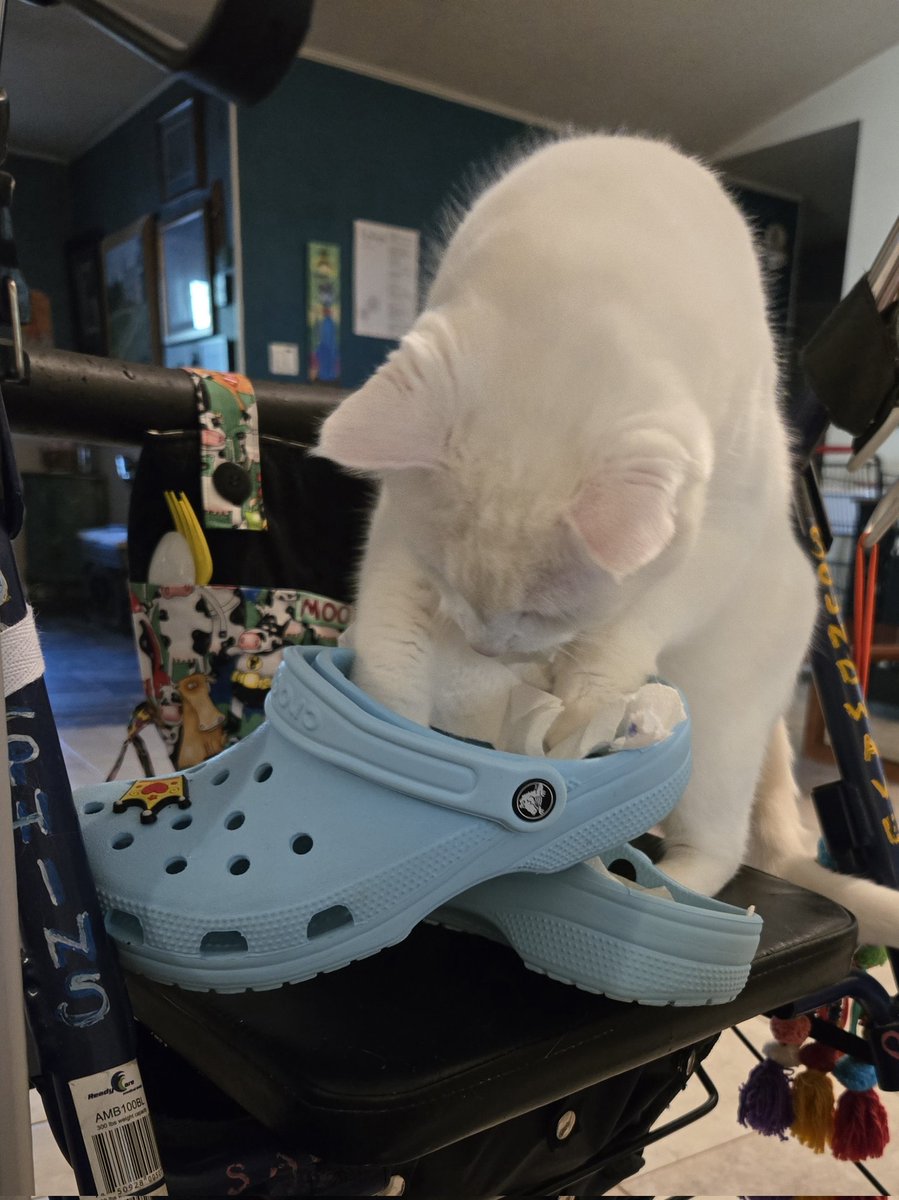 leannebug's tweet image. Can I fit in here? Or here?
#wtfwednesday #crazycats