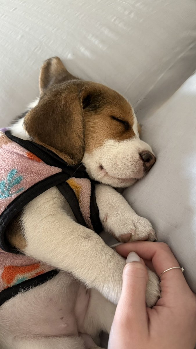 ornecerderaaa's tweet photo. vengo a presumir a mi bebé 🩷🥹 https://t.co/JMC47WH6BQ