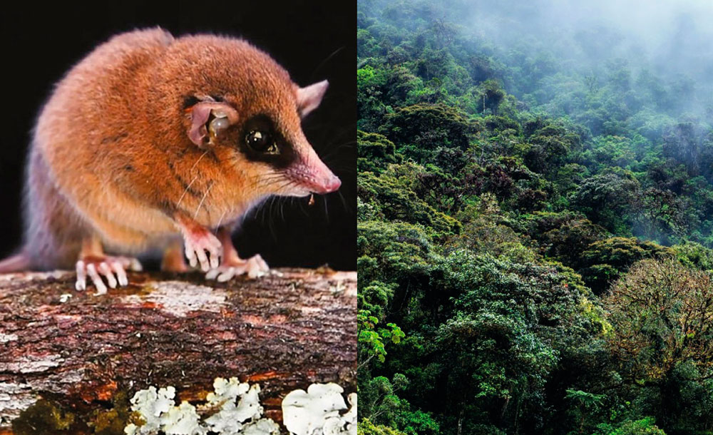 🔎Descubren nueva especie de marsupial en el Parque Nacional del Río Abiseo ► bit.ly/4m1siaY

Nueva especie fue hallada en los bosques nublados, a 2664 metros sobre el nivel del mar.