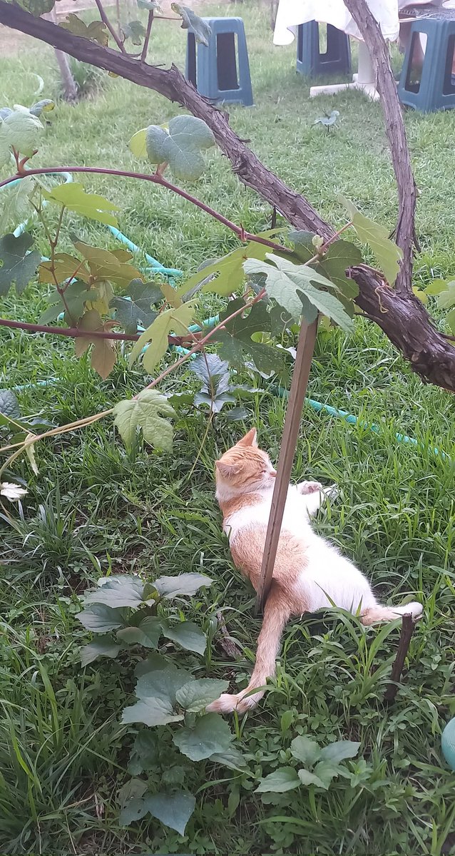 Asmanın arasından bir güzellik bakıyor.