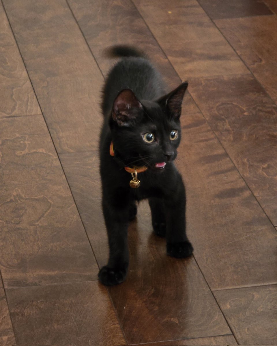 _monegg's tweet photo. toast is 18 weeks old and is growing up so fast! https://t.co/Sjkdq6s4ZV