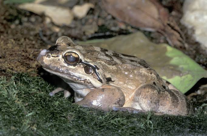 andrewlawrence's tweet image. This is the mountain chicken frog. It is one of the planet's most endangered species. And yet it's still got a brighter future than any currently sitting Conservative MP.