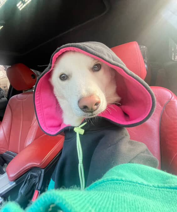 R U Ready? DAWG❗️❗️❗️ 🏎️

<a href="/bonkfun/"></a> <a href="/theunipcs/">Unipcs (aka 'Bonk Guy') 🎒</a> <a href="/SolportTom/">Tom</a>