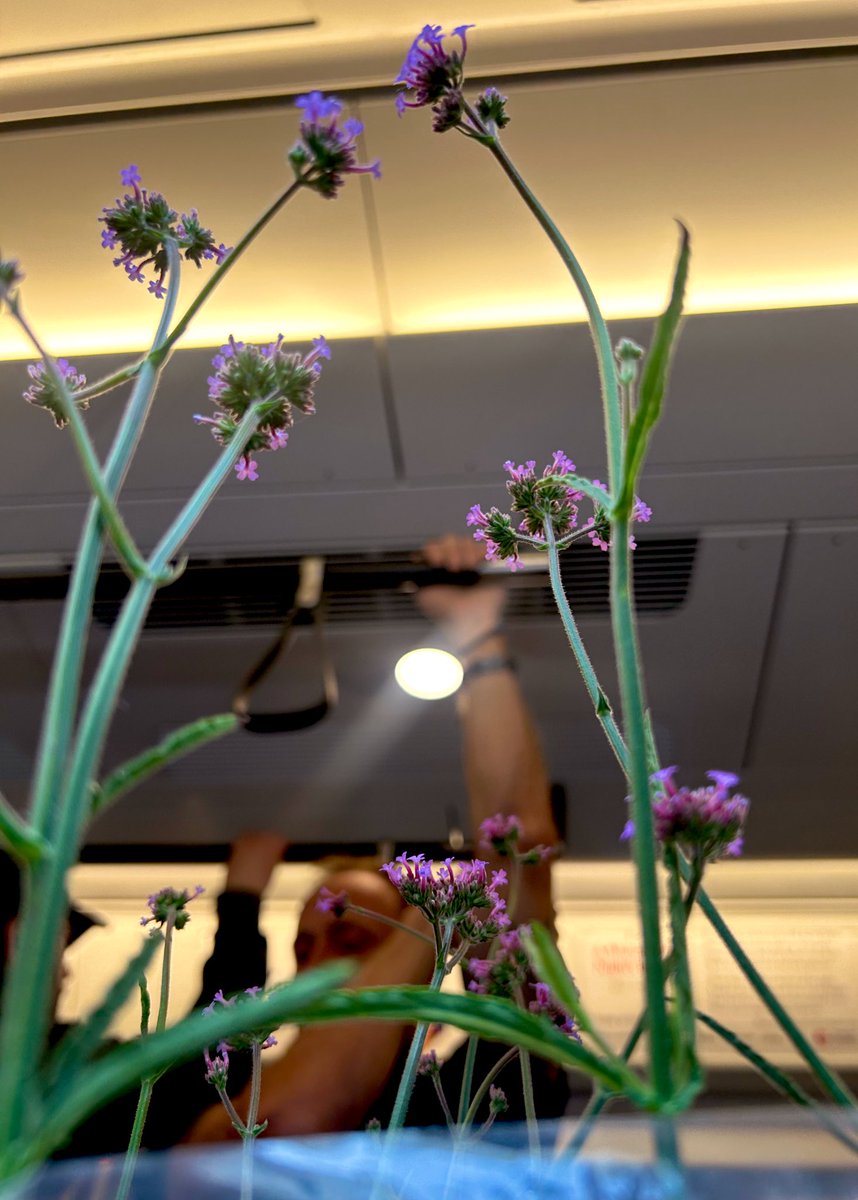 My fave kind of journey home is one equipped with an inconveniently large (but pretty) plant in tow