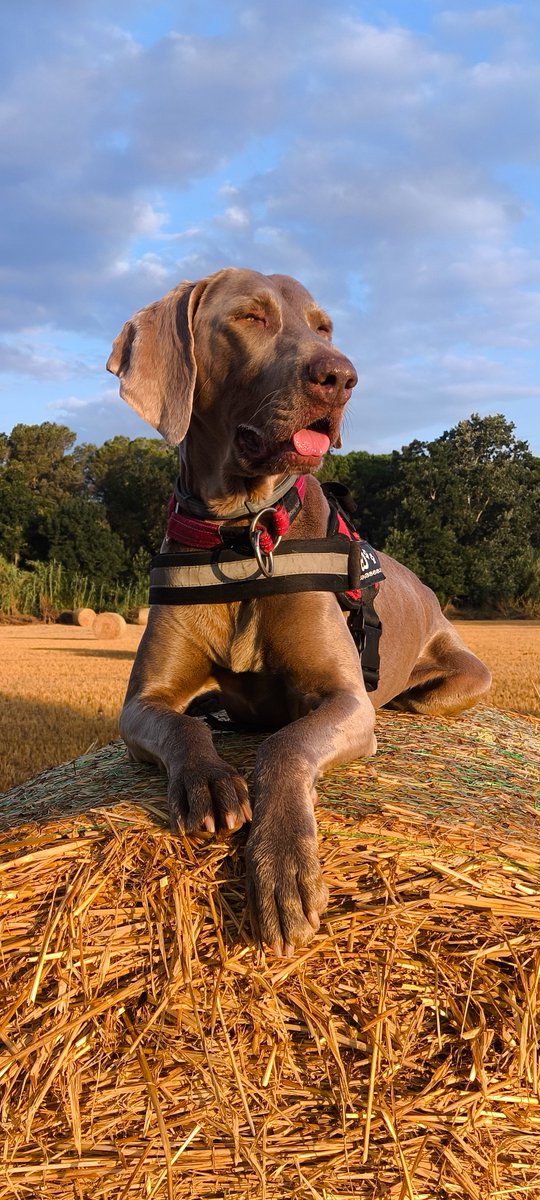 BertoBandi's tweet photo. #weimaraner #BracoDeWeimar #dogsoftwitter #dogs #braquedeweimar #Weimie #GreyGhost BRU #NoFilters https://t.co/ibFPBoxOXP