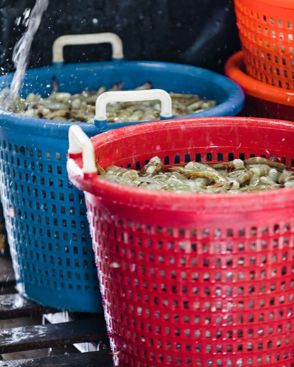 Our first big load of brown strip is landing tomorrow! Straight from Engelhard, we'll be offering them head-on. 26/30 Count. To celebrate the beginning of brown shrimp season, we're offering a special discount - $2 off per pound when you buy 3 or more pounds.